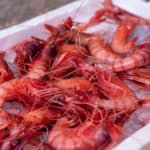 Red Shrimps of Soller